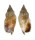 STROMBIDAE STROMBUS DENTATUS shell