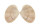 VENERIDAE CALLISTA SPUMA shell