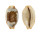 CYPRAEIDAE BISTOLIDA STOLIDA CROSSEI shell