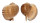 TONNIDAE TONNA AMPULLACEA shell