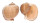 TONNIDAE TONNA AMPULLACEA shell