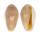 MARGINELLIDAE PRUNUM MARIATERESAE shell