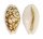 CYPRAEIDAE CRIBRARULA CRIBRARIA AUSTRALIENSIS shell