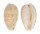 CYPRAEIDAE NOTOCYPRAEA PIPERITA shell