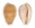 CYPRAEIDAE NOTOCYPRAEA COMPTONII MAYI shell