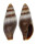 MITRIDAE MITRA DOLOROSA shell