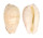 CYPRAEIDAE NOTOCYPRAEA PIPERITA OCCIDENTALIS shell
