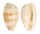 CYPRAEIDAE NOTOCYPRAEA PIPERITA OCCIDENTALIS shell