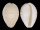 CYPRAEIDAE NOTOCYPRAEA COMPTONII MAYI shell