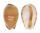 CYPRAEIDAE CYPRAEA COMPTONII COMPTONII shell