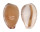 CYPRAEIDAE CYPRAEA COMPTONII COMPTONII shell