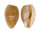 CYPRAEIDAE CYPRAEA COMPTONII COMPTONII shell