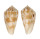 CONIDAE CONUS LIMPUSI shell