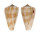 CONIDAE CONUS LIMPUSI shell