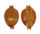 CYPRAEIDAE PUSTULARIA GLOBULUS SPHAERIDIUM shell