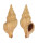 BUCCINIDAE LIRABUCCINUM MUSCULUS shell