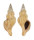BUCCINIDAE LIRABUCCINUM MUSCULUS shell