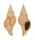 BUCCINIDAE LIRABUCCINUM MUSCULUS shell