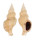 BUCCINIDAE LIRABUCCINUM MUSCULUS shell