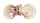 PECTINIDAE VOLACHLAMYS SINGAPORINA shell