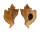MURICIDAE OCENEBRA INORNATA shell