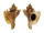 MURICIDAE OCENEBRA INORNATA shell