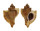 MURICIDAE OCENEBRA INORNATA shell
