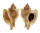 MURICIDAE OCENEBRA INORNATA shell