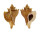 MURICIDAE OCENEBRA INORNATA shell