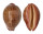 CYPRAEIDAE LEPOCYPRAEA MAPPA PANERYTHRA shell