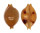 CYPRAEIDAE PUSTULARIA GLOBULUS SPHAERIDIUM shell