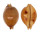 CYPRAEIDAE PUSTULARIA GLOBULUS SPHAERIDIUM shell