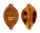 CYPRAEIDAE PUSTULARIA GLOBULUS SPHAERIDIUM shell