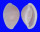 OVULIDAE PRIONOVOLVA BREVIS shell