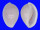 OVULIDAE PRIONOVOLVA BREVIS shell