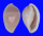 OVULIDAE PRIONOVOLVA BREVIS shell
