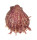 SPONDYLIDAE SPONDYLUS SETIGER shell