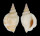 STROMBIDAE STROMBUS SIBBALDI shell