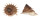 TURBINIDAE BOLMA GUTTATA shell