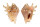 STROMBIDAE LAMBIS ADAMII shell