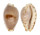 CYPRAEIDAE PALMADUSTA CONTAMINATA shell
