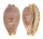 CYPRAEIDAE PALMADUSTA CONTAMINATA shell