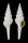 TURRIDAE POLYSTIRA ALBIDA shell