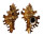 MURICIDAE CHICOREUS LAMARCKI shell