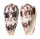 CONIDAE CONUS STRIATUS shell