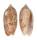 OLIVIDAE OLIVA FLAMMULATA shell