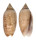 OLIVIDAE OLIVA FLAMMULATA shell