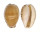 CYPRAEIDAE NOTOCYPRAEA COMPTONII MAYI shell