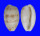 CYPRAEIDAE NOTOCYPRAEA PIPERITA OCCIDENTALIS shell