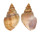 STRUTHIOLARIIDAE TYLOSPIRA SCUTULATA shell